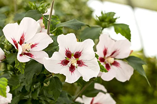 Hibiscus syriacus 'Hamabo' ca. 12 cm Topf - Gartenhibiskus, rosa Blüten mit rotem Auge, Blütezeit Juli-September, ideal für Hecken, pflegeleicht und winterhart