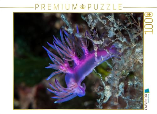 CALVENDO Puzzle Nacktschnecke im Mittelmeer | 1000 Teile Lege-Größe 64 x 48 cm Foto-Puzzle für glückliche Stunden