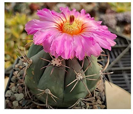 Stk - 5x Echinocactus horizonthalonius Kaktus Garten Pflanzen - Samen B2064 - Seeds & Plants Shop by Ipsa