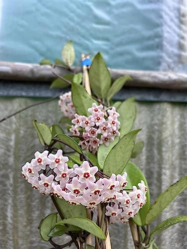 Pianta di Hoya Carnosa Fiori di cera-porcellana Pink, vs20 H110cm