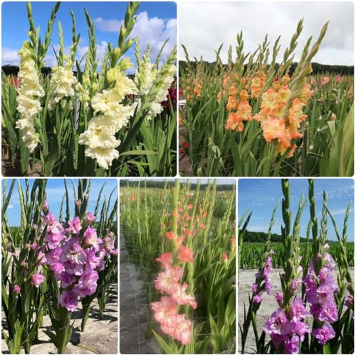 8 pcs gladiolen zwiebeln winterhart, Gladiolus, blumendeko gartenpflanzen bonsai gladiolen knollen blumen pflanzen für draußen winterhart, seltene pflanzen blumenzwiebeln zwiebel frühblüher