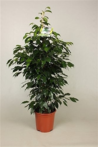 Birkenfeige (Ficus benjamini), verschiedene Ficus Sorten, ca. 110cm hoch, pflegeleichte Zimmerpflanze (Danielle - dunkelgrün)