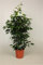 Birkenfeige (Ficus benjamini), verschiedene Ficus Sorten, ca. 110cm hoch, pflegeleichte Zimmerpflanze (Danielle - dunkelgrün)