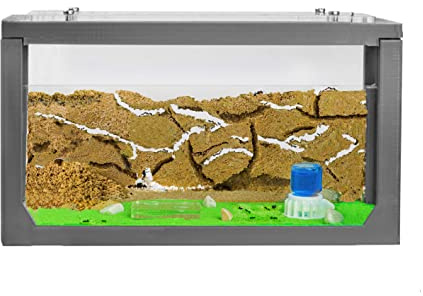 AntHouse - Natürliche Ameisenfarm aus Sand | 3D Starter Set 20x10x10 cm Grün | Einschließlich Ameisen