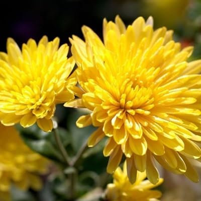 100 pièces de graines de fleurs de chrysanthème
