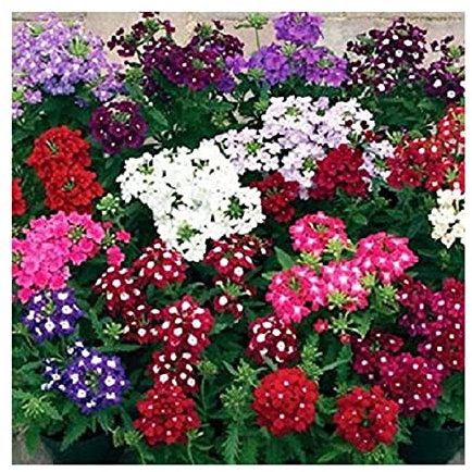 Stk - 50x Verbena Hybrida canadensis Mix Eisenkraut Pflanzen - Samen A358 - Seeds & Plants Shop by Ipsa