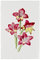 artboxONE Metall-Poster 20x30 cm Natur Rote Gladiole von Künstler Mango Art
