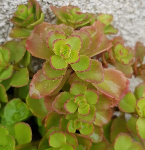 Sedum spurium/Orpin bâtard/Conteneur de 2 à 2.9 litres/Succulente
