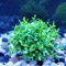 Cikonielf Plante aquatique artificielle pour aquarium - En plastique naturel - Décoration verte - 13 x 10 cm