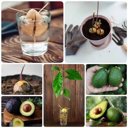 30 Pcs Avocado Samen Zum Pflanzen - Winterharte Balkonpflanzen, Pflanzen Züchten (Persea Americana) Gartendeko Für Draußen, Obst Samen Frisches Obst Hochbeet Samen, Bonsai Baum Kälteschutz