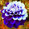 2*winterhart, Dahlien, Blumenzwiebeln, unverzichtbare Blumen für den Garten, prachtvolle Blumen für den Gartenbalkon, krautig, mehrjährig-C