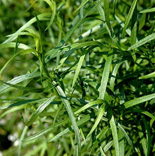 Französischer Estragon - Artemisia dracunculus - lebende Gartenpflanze aus den Baumschulen