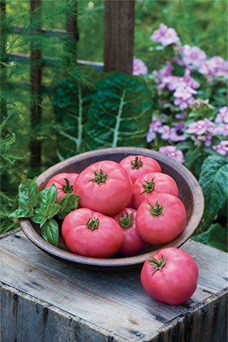 JustSeed - Vegetable - Tomato - Big Pink - 10 Seeds