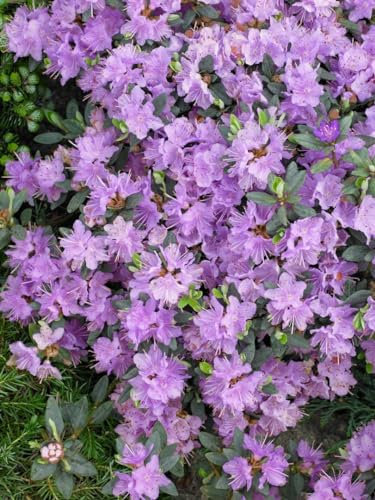 Rhododendron impeditum 'Ramapo' 25-30 cm - Zwerg-Rhododendron, lavendelfarbene Blüten, Blütezeit April-Mai, ideal für Steingärten, winterhart und kompakt