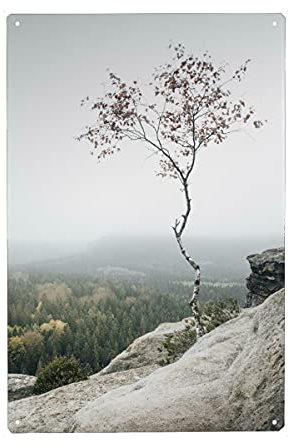 artboxONE Metall-Poster 20x30 cm Natur Young Birch von Künstler Ronny Behnert