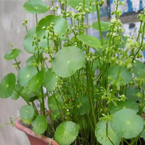 kiskick 50 pièces Dichondra Pistia graines jardin étang plante piscine Aquarium réservoir décor jardinage cadeau pour hommes, femmes, enfants Graines de pistia