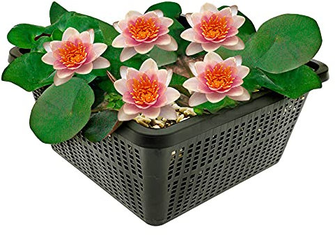 vdvelde.com - Mini Seerose - Lachs - Nymphaea Pygmaea Aurora - - Kleine Seerose- Ausgewachsene Höhe: 5 cm- Platzierung: -10 bis -40 cm