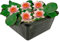 vdvelde.com - Mini Seerose - Lachs - Nymphaea Pygmaea Aurora - - Kleine Seerose- Ausgewachsene Höhe: 5 cm- Platzierung: -10 bis -40 cm