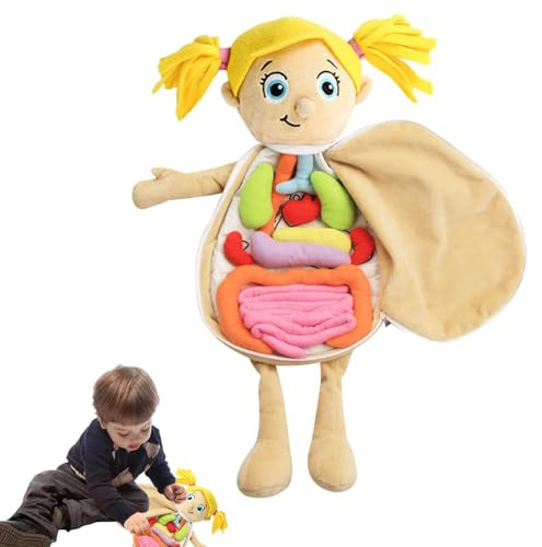 Kognitive Puppe für menschliche Organe – Puppe mit Körperstruktur, Lehrwerkzeuge für das Anatomiebewusstsein des menschlichen Körpers, wissenschaftliche Lernsets für Kinder, Paar