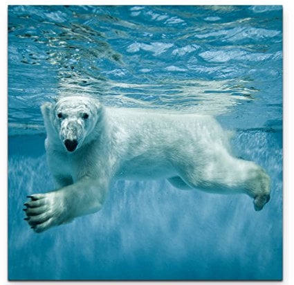 Leinwandbilder | Bilder Leinwand 90x90cm schwimmender Eisbär unter Wasser