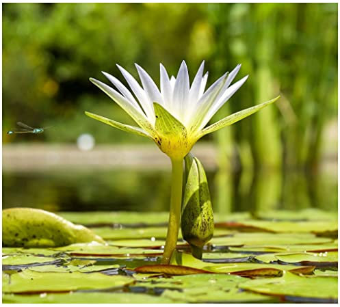 Aquatic Plant Pond Soil - 5.5 Litres Lily, Tropical Lotus, Water Iris & Pond Plant Peat Free Compost - Hydrate at Home