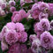 Haloppe 500 Pz Fiori di Rosa Piante Semi per la Piantagione del Giardino di Casa, Semi di Rosa rampicante Semi di Fiori in Vaso Perenni Decorazioni da Giardino Viola