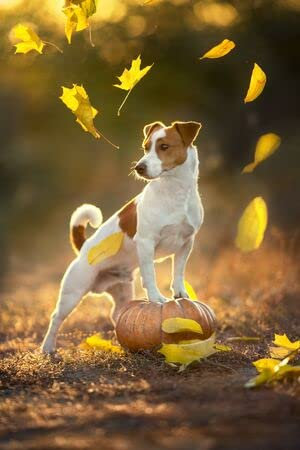 adrium Leinwand-Bild 70 x 110 cm: Jack Russell Terrier mit Kürbis und Herbstlaub im Sonnenlicht (133382044)