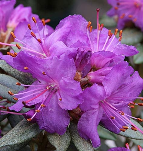 Zwerg Rhododendron Saint Merryn 20-25cm - Rhododendron impeditum - Zwerg Alpenrose