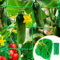 Konekel Ranknetz, 1.8m x 1.8m Ranknetz für Gurken & Kletterpflanzen, Gurkennetz Gartennetz mit 10cm Maschnweite, Pflanzennetz für Tomaten mit 30 pcs Pflanzenbindern für Garten und Gewächshaus