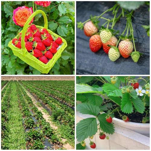 50 pcs erdbeeren obst samen - erdbeersamen, balkon pflanze garten pflanzen erdbeerbaum winterharte stauden säulenobst obstpflanzen garten geschenk, obstbäume erdbeerpflanzen, winterharte