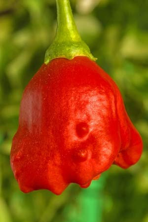 Chili Bishops Crown Bischopfsmütze Glockenchili 10 Samen