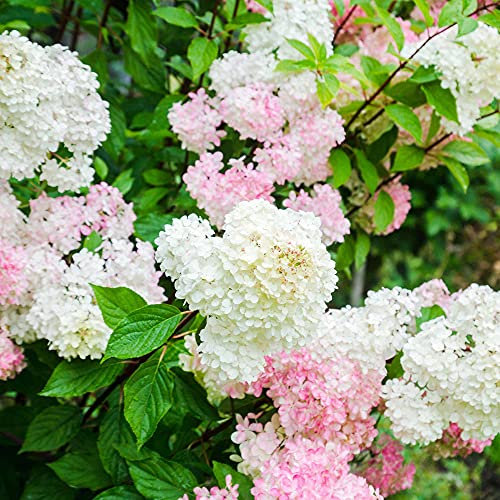 Hydrangea paniculata Fraise Melba, PBR, Pink Flowers, Hardy Shrub, Summer Flowering, 1 x 3-Litre Potted Plant