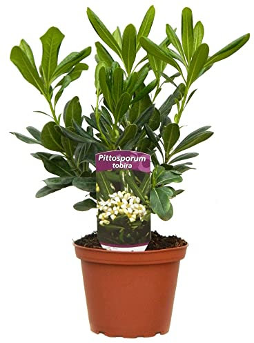 Azahar de la China (Pittosporum) Natural Arbusto para el Jardín o la Terraza