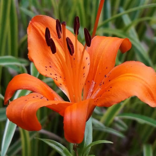 2 x Lilium Asiatic Orange – Bright & Vibrant Blooms – Spring Flowering Bulbs – Mildly Fragrant Attracting Pollinators – Perennial – for Your Beautiful Garden