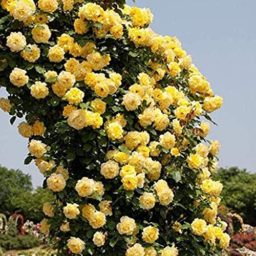 Genipap 20 GELBE KLETTERROSE Blumensamen