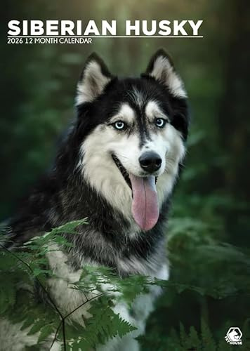 Kalender 2026 Sibirischer Husky Hund A3 Wirobound Full Color
