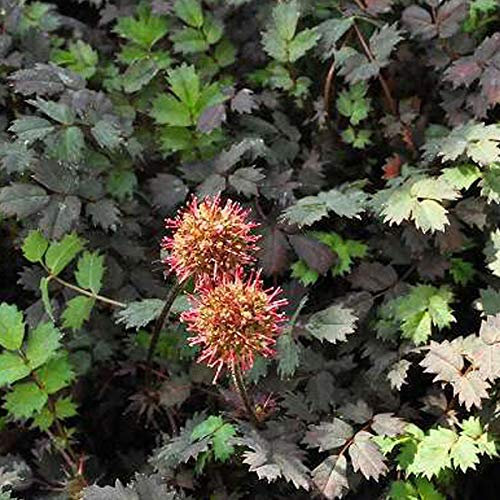 6 x Braunes Stachelnüsschen - Acaena Microphylla 'Kupferteppich' Topf 9x9cm: Kupferfarbene Blätter im Garten.
