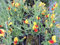 1 Stück Ginster, Edelginster Andreanus Splendens (Cytisus scoparius) im Topf 60-80 cm