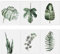 Meishe Art Poster Moderne Plakate Drucken Plakatdruck Kunstdrucke Tropische Der Aquarellmalerei Botanische Pflanzen Grüne Blätter Monstera Fern Beliebt Zu Hause Wand Dekor 6pcs