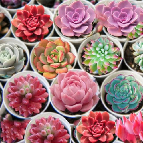 600 Stück gemischte Sukkulentensamen, Lithops, seltene lebende Steine, Bonsai, Hausgarten, Pflanzensamen, Getreidesamen, Farnsamen, Blumensamen, Obstsamen, Grassamen, Baumsamen Sukkulenten Samen 600