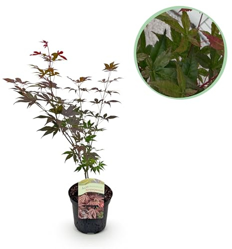 Terrassenpflanze - Japanischer Ahorn - Acer palmatum Atropurpureum - Lila - 1 Pflanze - Laubabwerfend - 60-70cm - Ø25cm - Gartenpflanze