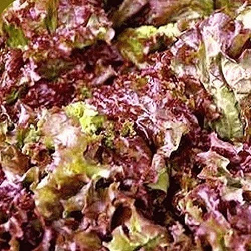 1000 Semi Rossi lattuga Romana