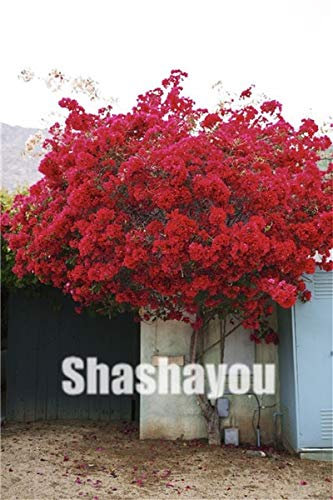 200 pc arrampicata Selten SEMI Jasmin Fiore per il giardinaggio Rosso