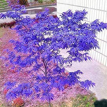 10 alberi di acero viola giapponese, 100% vero albero, bella piantagione in vaso per interni per forniture da giardino domestico