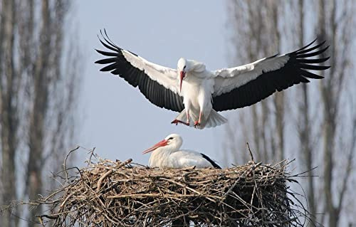 Hardest Jigsaw Puzzles for Adults 1000 Pieces Bird Stork26x38cm