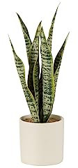 J-Line Pflanze SANSEVERIA IM Topf PVC GRÜN SMALL