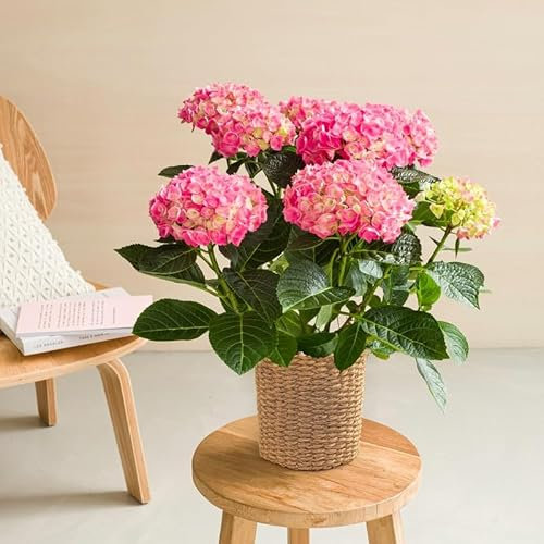 Fleurs et Délices - Hortensia Rose Avec Cache Pot - Plante Intérieur ou Plante Exterieur - Cadeau Fête des Mères - Idée Cadeau Femme - Cadeau Maman - Plante à Offrir