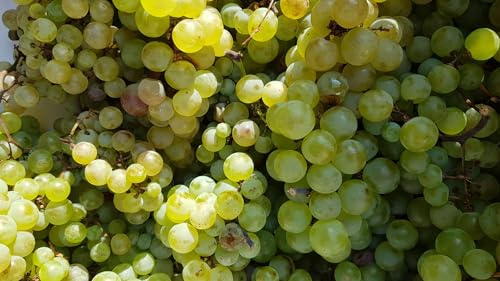 Vitis vinifera 'Chasselas doré' / Vigne 'Chasselas doré' / Conteneur de 3 à 4 litres