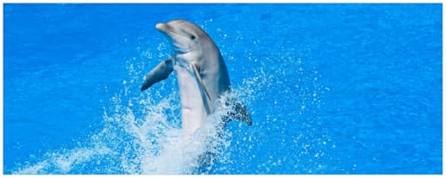 Wallario Küchenrückwand selbstklebend 115 x 50 cm, Motiv: Fröhlicher Delfin im blauen Wasser | Spritzschutz abwischbar & pflegeleicht