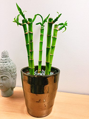 Easy Plants 1 Luxury Lucky Bamboo Table Plant @ Gold Ceramic Pot Silver Top Dressing